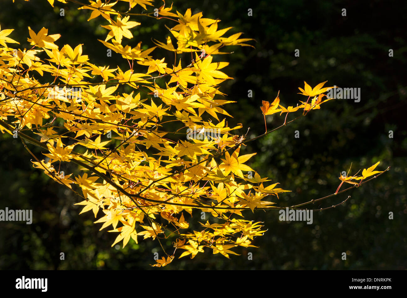 Ramo di foglie di acero, Prefettura di Shizuoka, Giappone Foto Stock