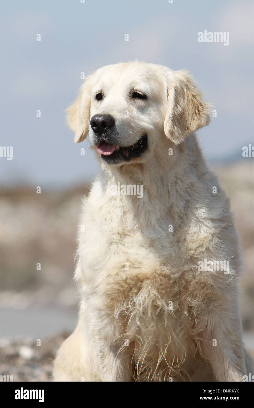 Cane golden retriever adulti / ritratto Foto Stock