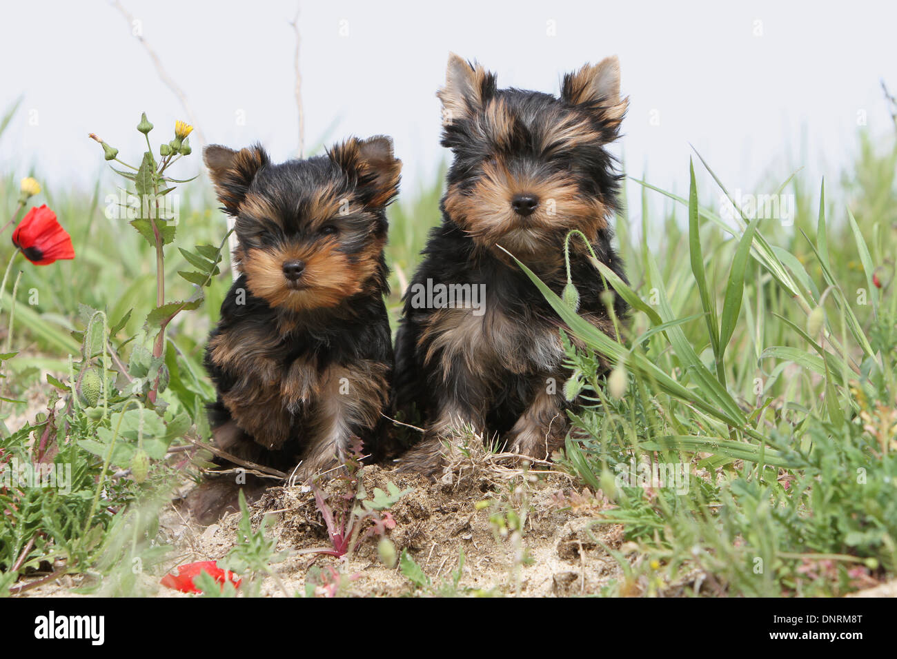 Cane Yorkshire Terrier / due cuccioli in seduta dune Foto Stock