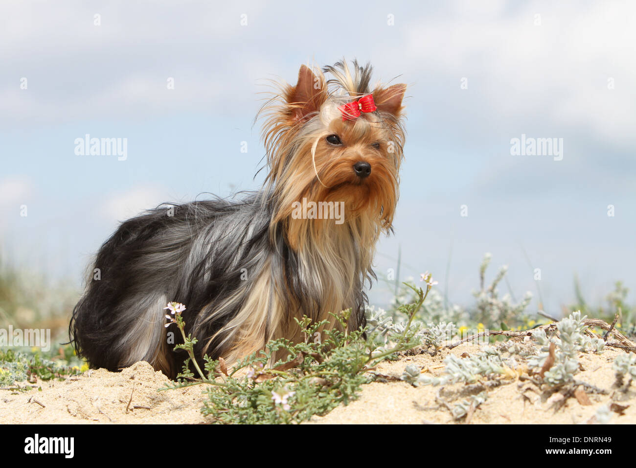 Cane Yorkshire Terrier / adulti in piedi in Dune Foto Stock