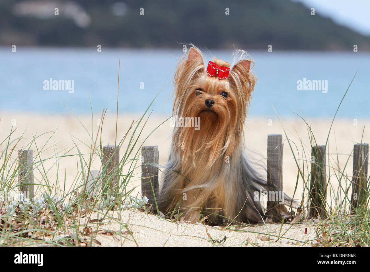 Cane Yorkshire Terrier / adulti permanente sulla spiaggia Foto Stock