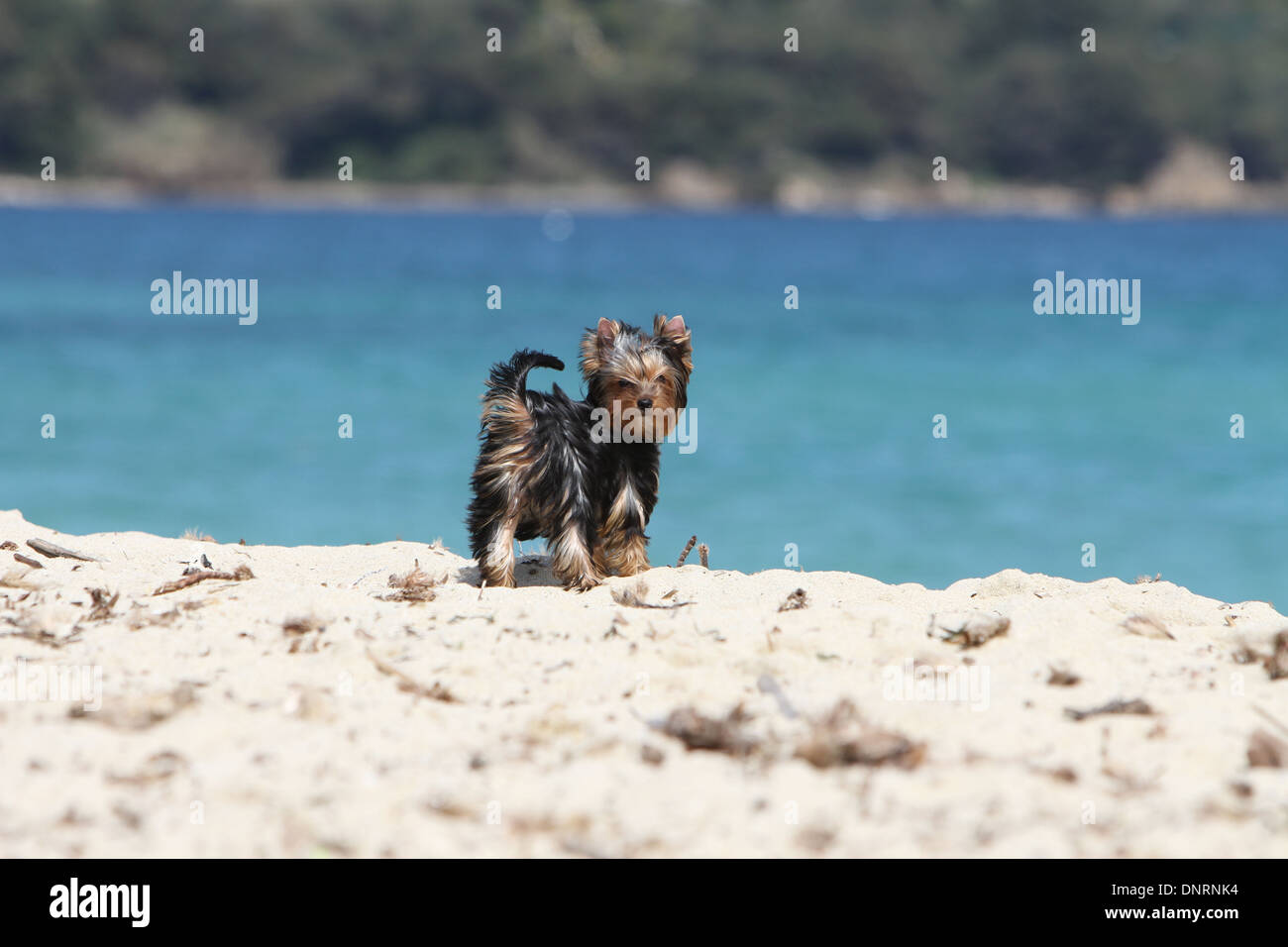 Cane Yorkshire Terrier cucciolo / permanente sulla spiaggia Foto Stock