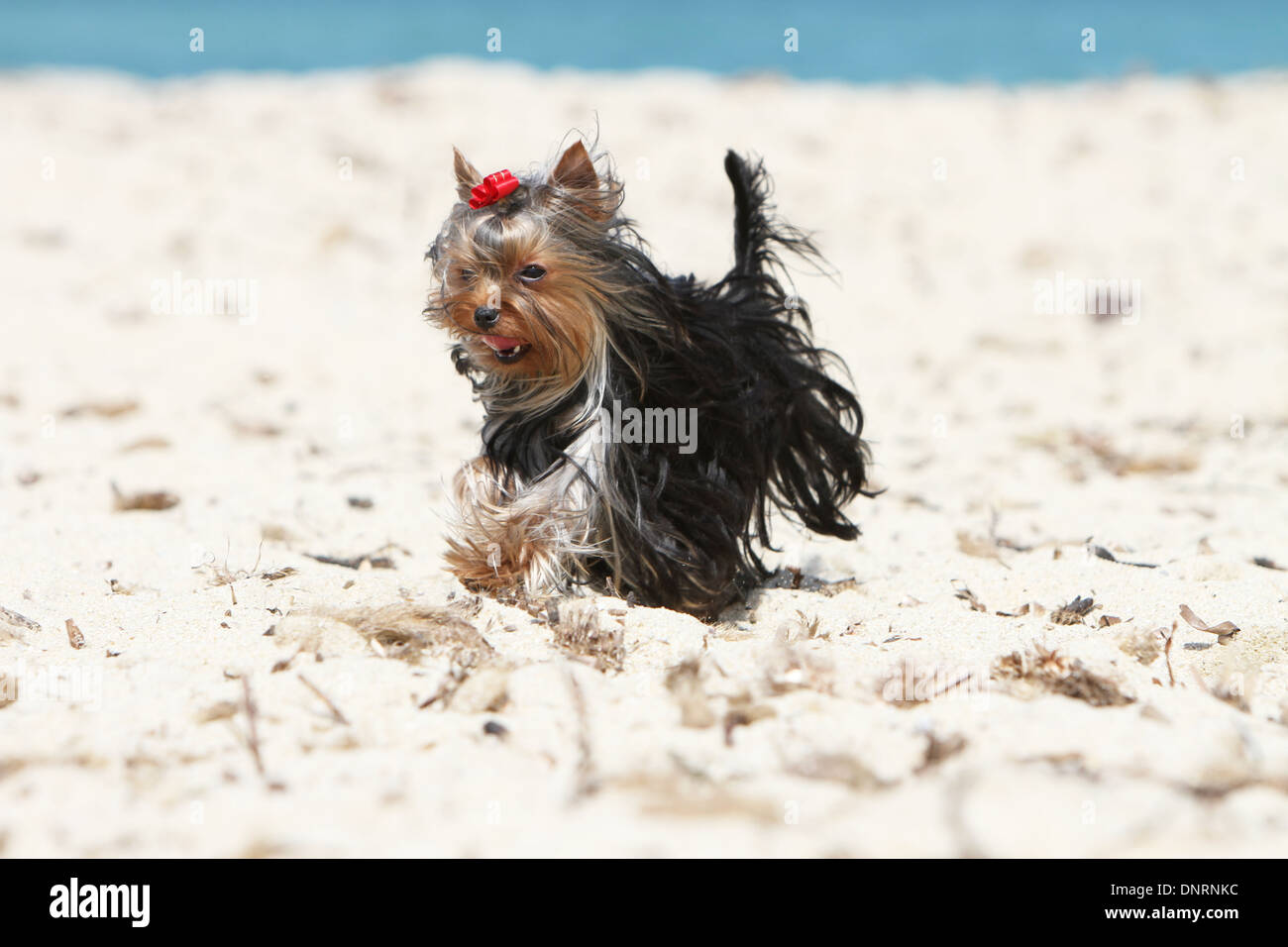 Cane Yorkshire Terrier / adulti in esecuzione sulla spiaggia Foto Stock