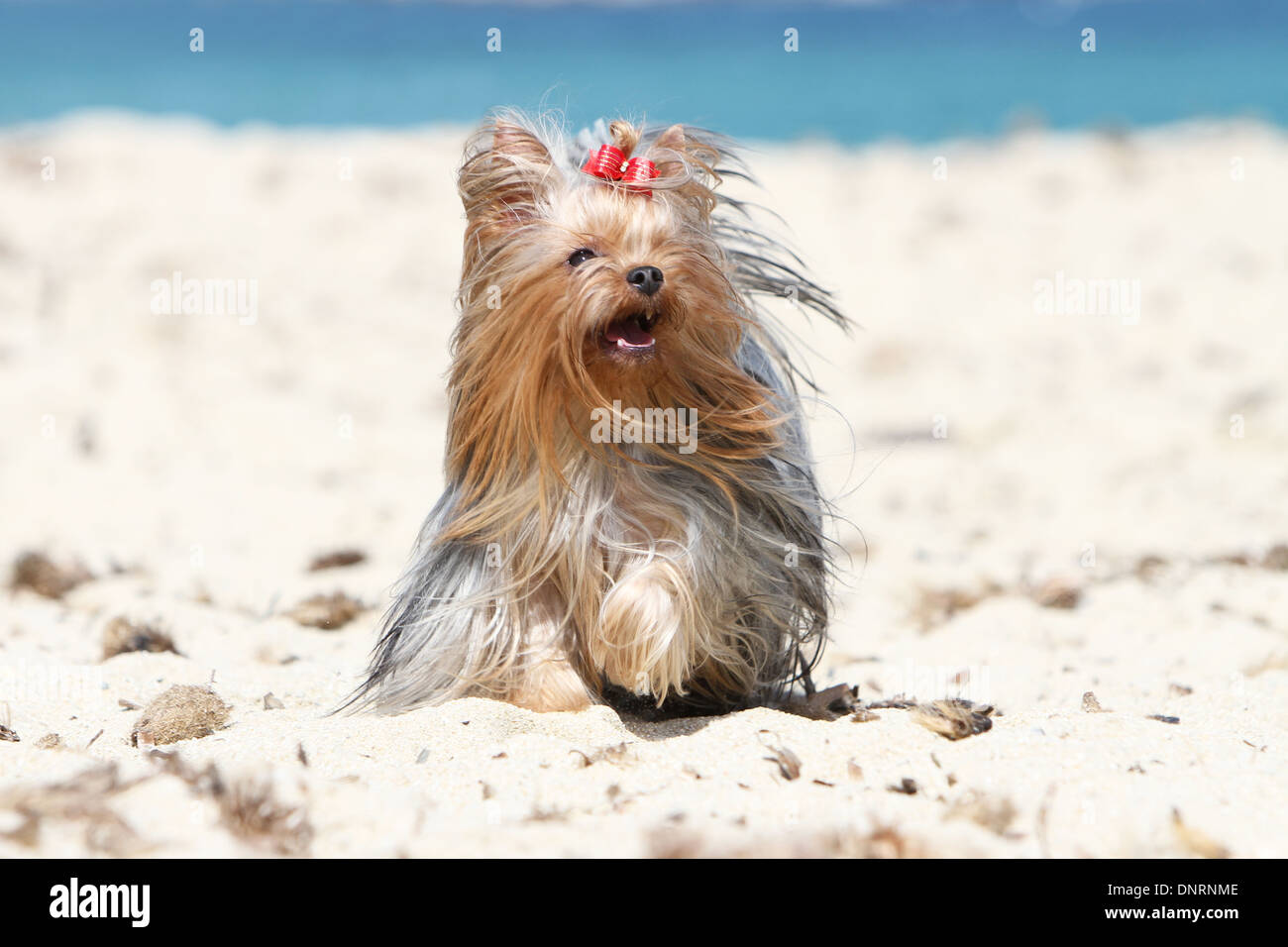Cane Yorkshire Terrier / adulti in esecuzione sulla spiaggia Foto Stock