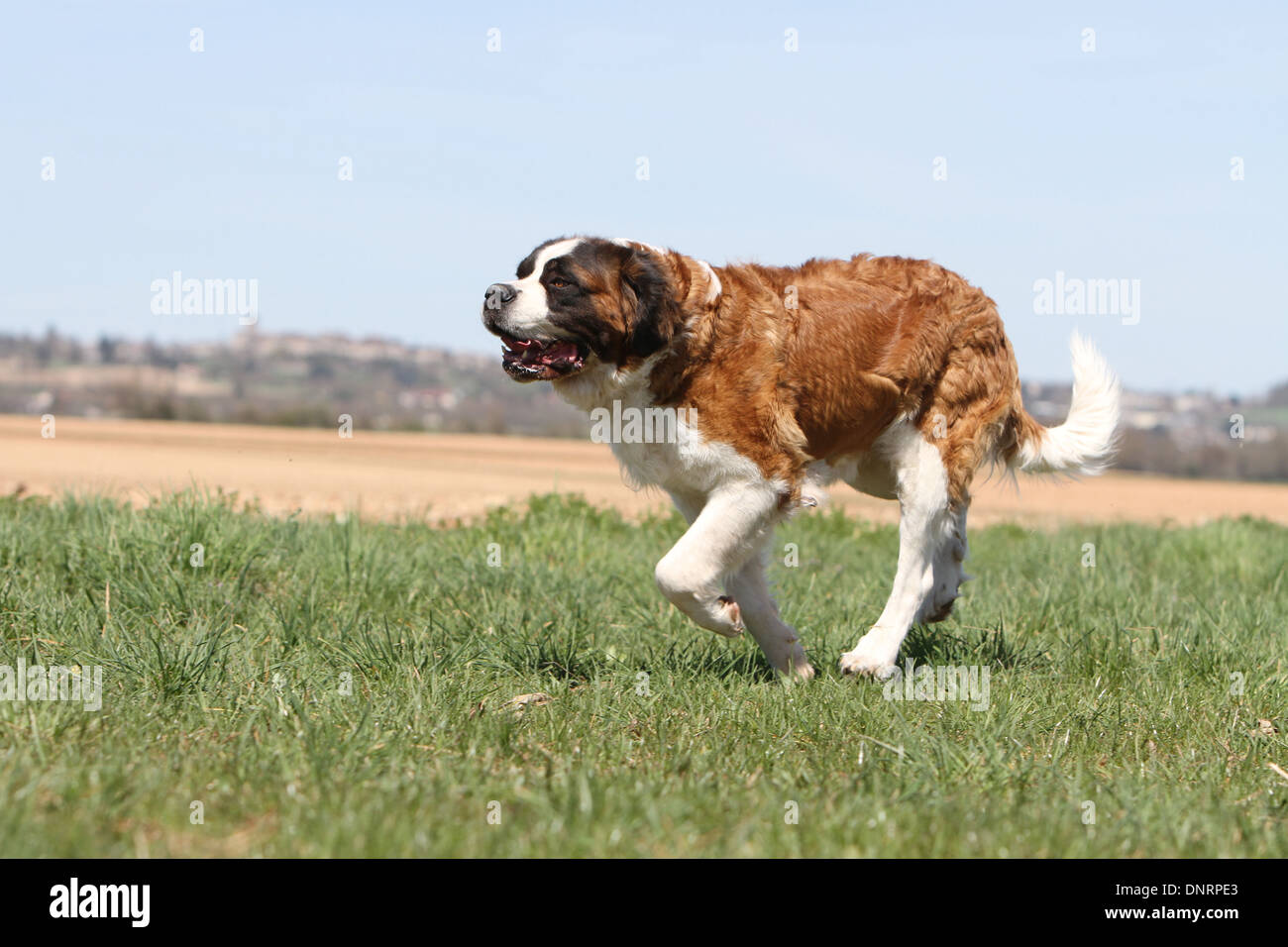 Cane san Bernardo longhaired adulto in esecuzione in un prato Foto Stock