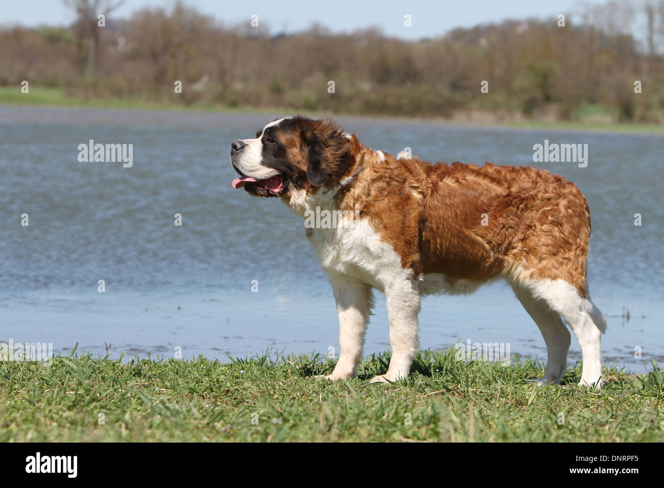 Cane san Bernardo longhaired adulto in piedi davanti a un lago Foto Stock