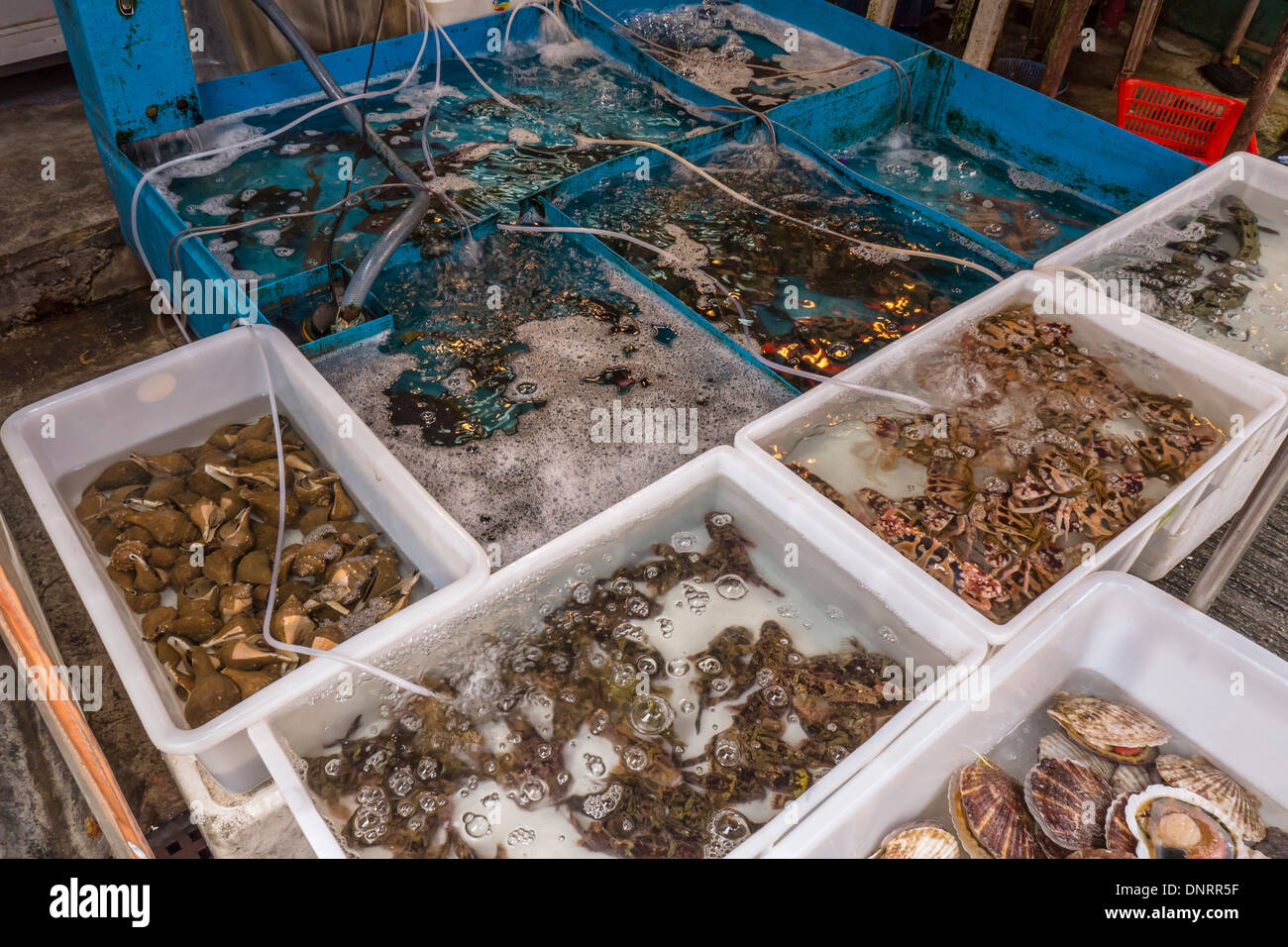 Mercato di frutti di mare, l'Isola di Lantau, Hong Kong, Cina Foto Stock