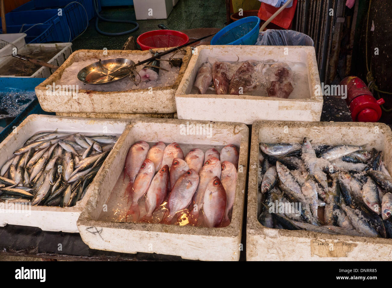 Mercato di frutti di mare, l'Isola di Lantau, Hong Kong, Cina Foto Stock