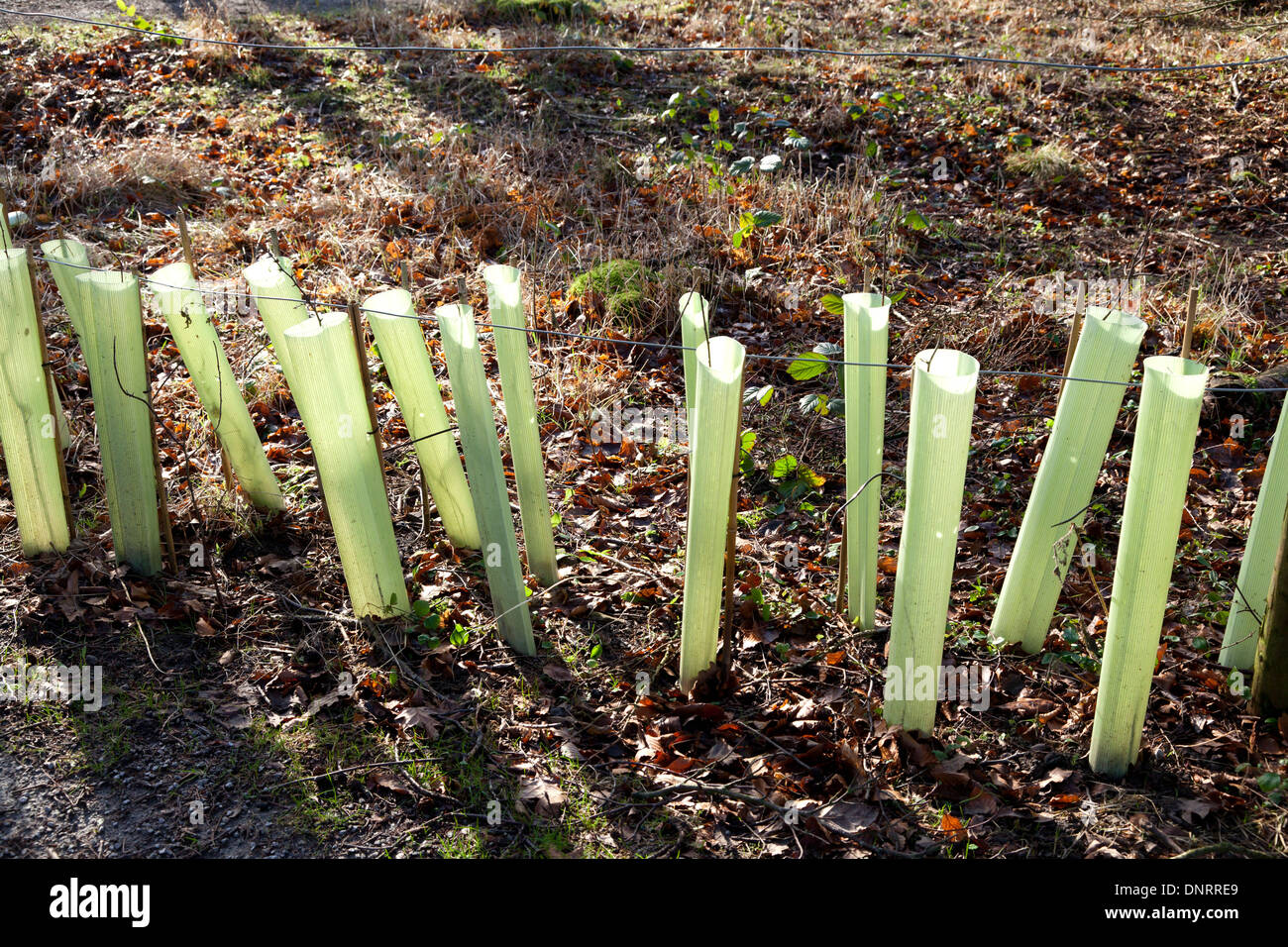 Tubi di protezione in plastica per giovani alberelli, Halifax, West Yorkshire Foto Stock