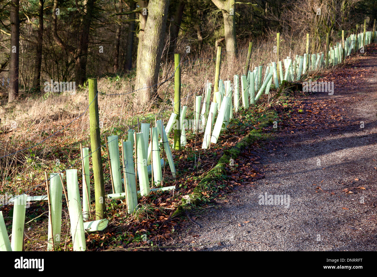 Tubi di protezione in plastica per giovani alberelli, Halifax, West Yorkshire Foto Stock