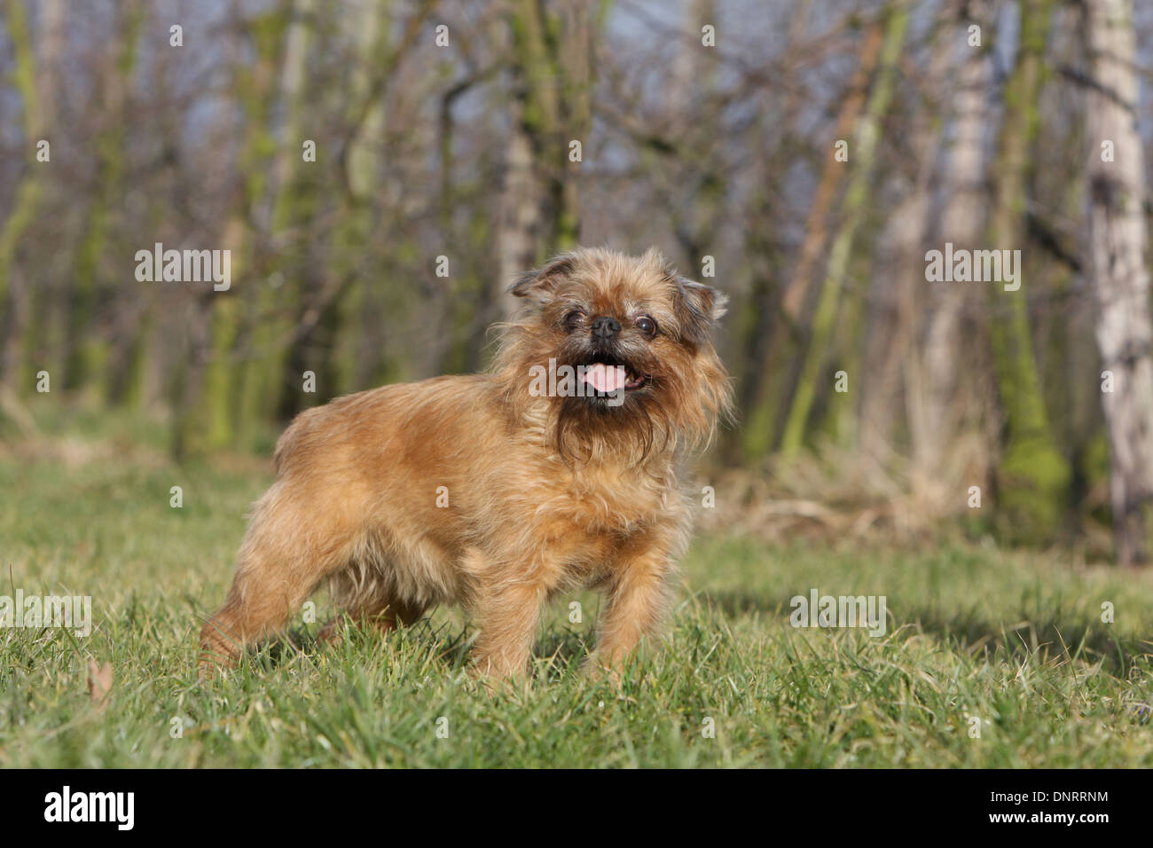 Cane Bruxelles Griffon / Griffon Bruxellois adulto in piedi in un prato Foto Stock