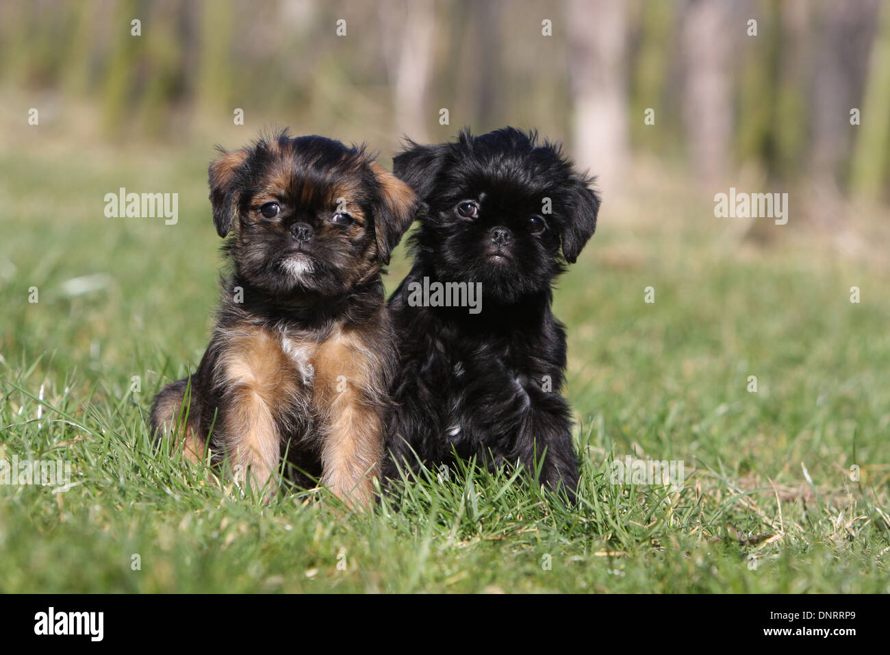Cane Griffon belga / Griffon Belge e cane Bruxelles Griffon / Griffon Bruxellois due cuccioli seduti in un prato Foto Stock