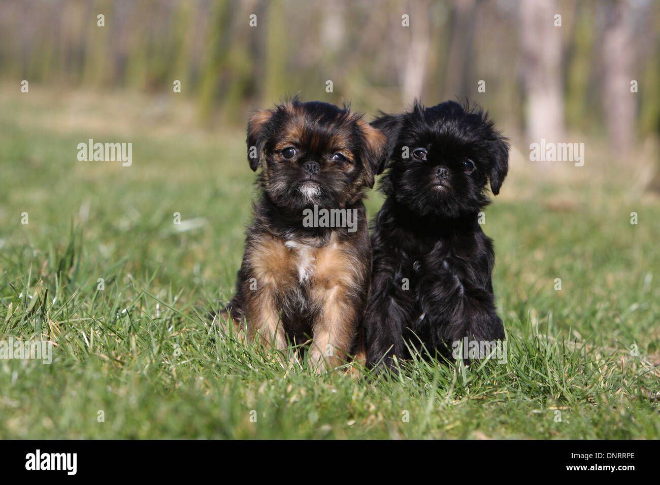 Cane Griffon belga / Griffon Belge e cane Bruxelles Griffon / Griffon Bruxellois due cuccioli seduti in un prato Foto Stock