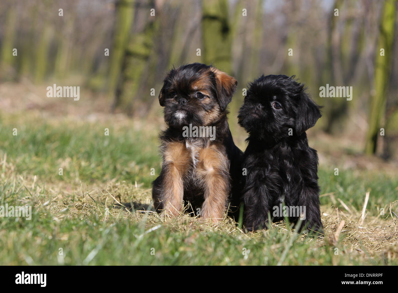 Cane Griffon belga / Griffon Belge e cane Bruxelles Griffon / Griffon Bruxellois due cuccioli seduti in un prato Foto Stock