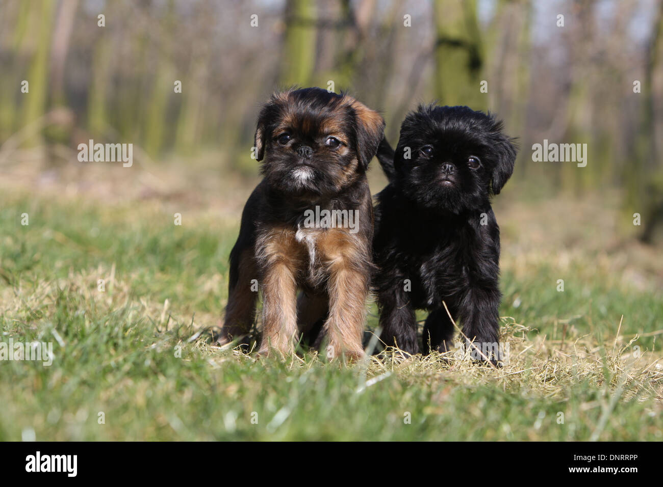 Cane Griffon belga / Griffon Belge e cane Bruxelles Griffon / Griffon Bruxellois due cuccioli in piedi in un prato Foto Stock