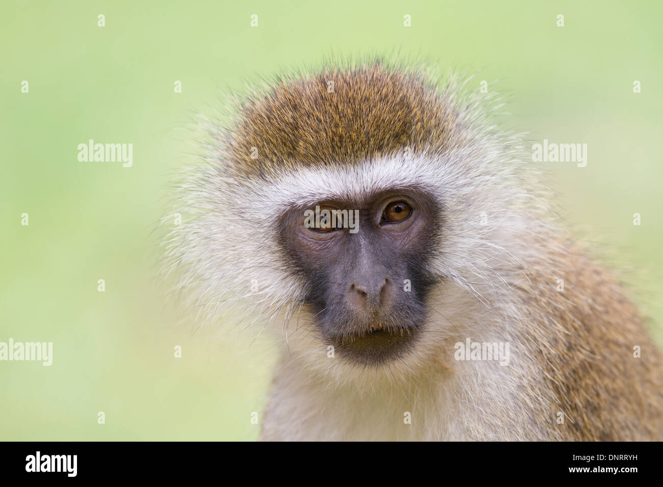 Ritratto di una scimmia Vervet in Africa orientale Foto Stock