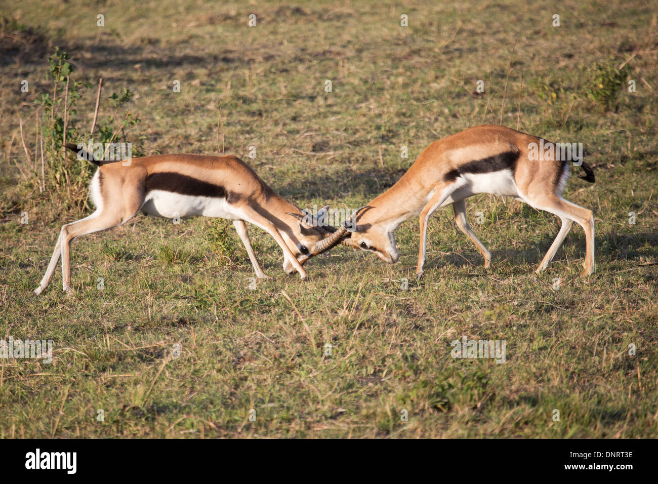 Thomson gazzella maschi combattimenti nella riserva del Kenya Foto Stock