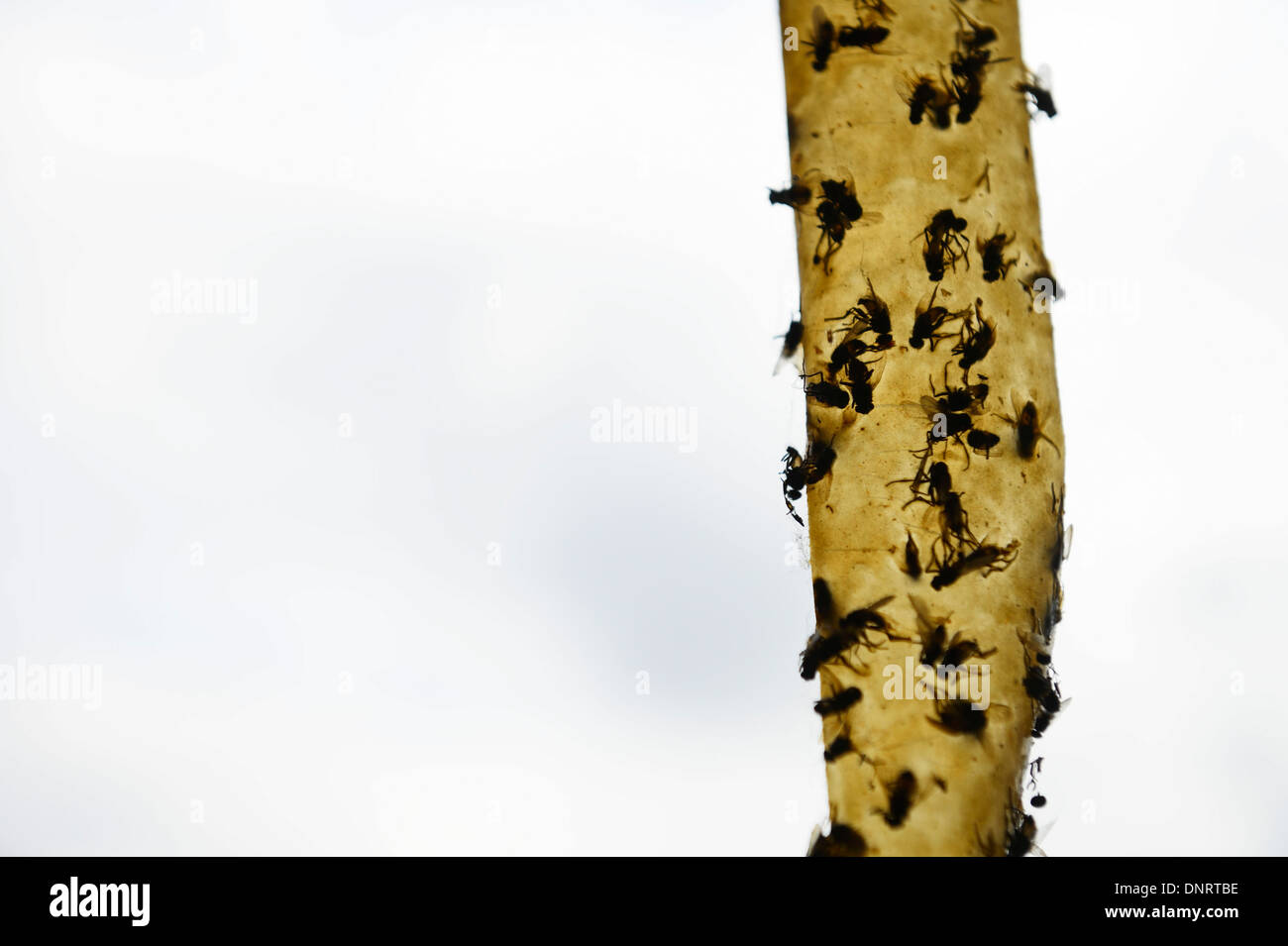 Un flypaper con molte mosche bloccato su di esso Foto Stock