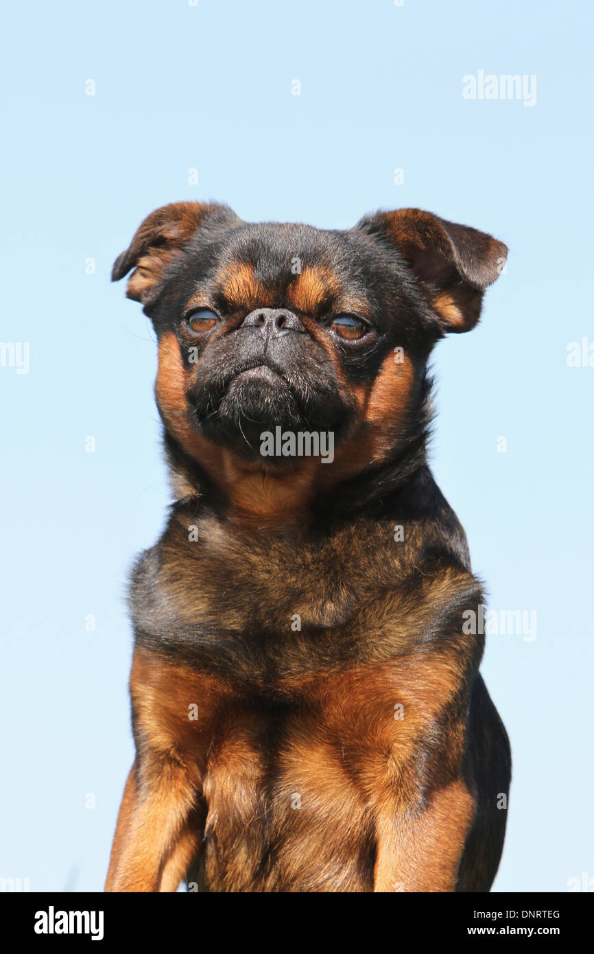 Cane petit Brabancon / small Brabant Griffon/ belga ritratto per adulti Foto Stock