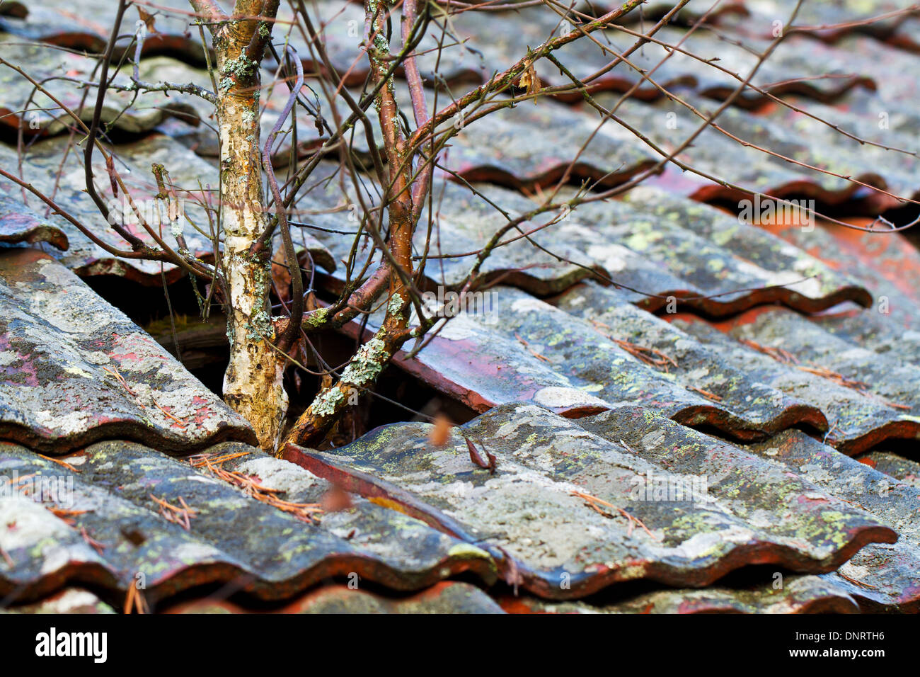 Alberi che crescono fuori attraverso il tetto di tegole di una casa abbandonata Foto Stock