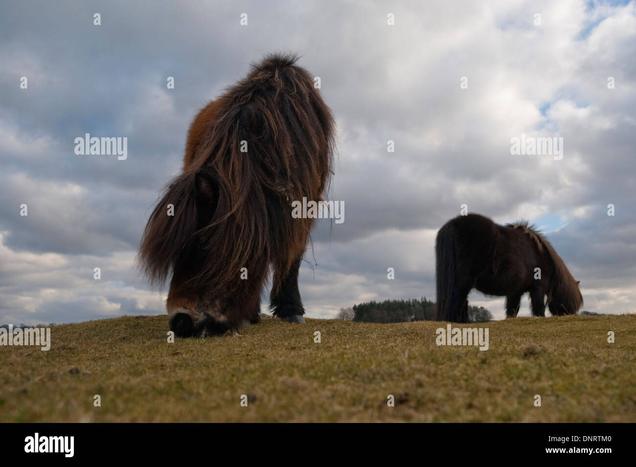 Due pony free roaming su commons a Mungrisedale, Cumbria, Inghilterra Foto Stock