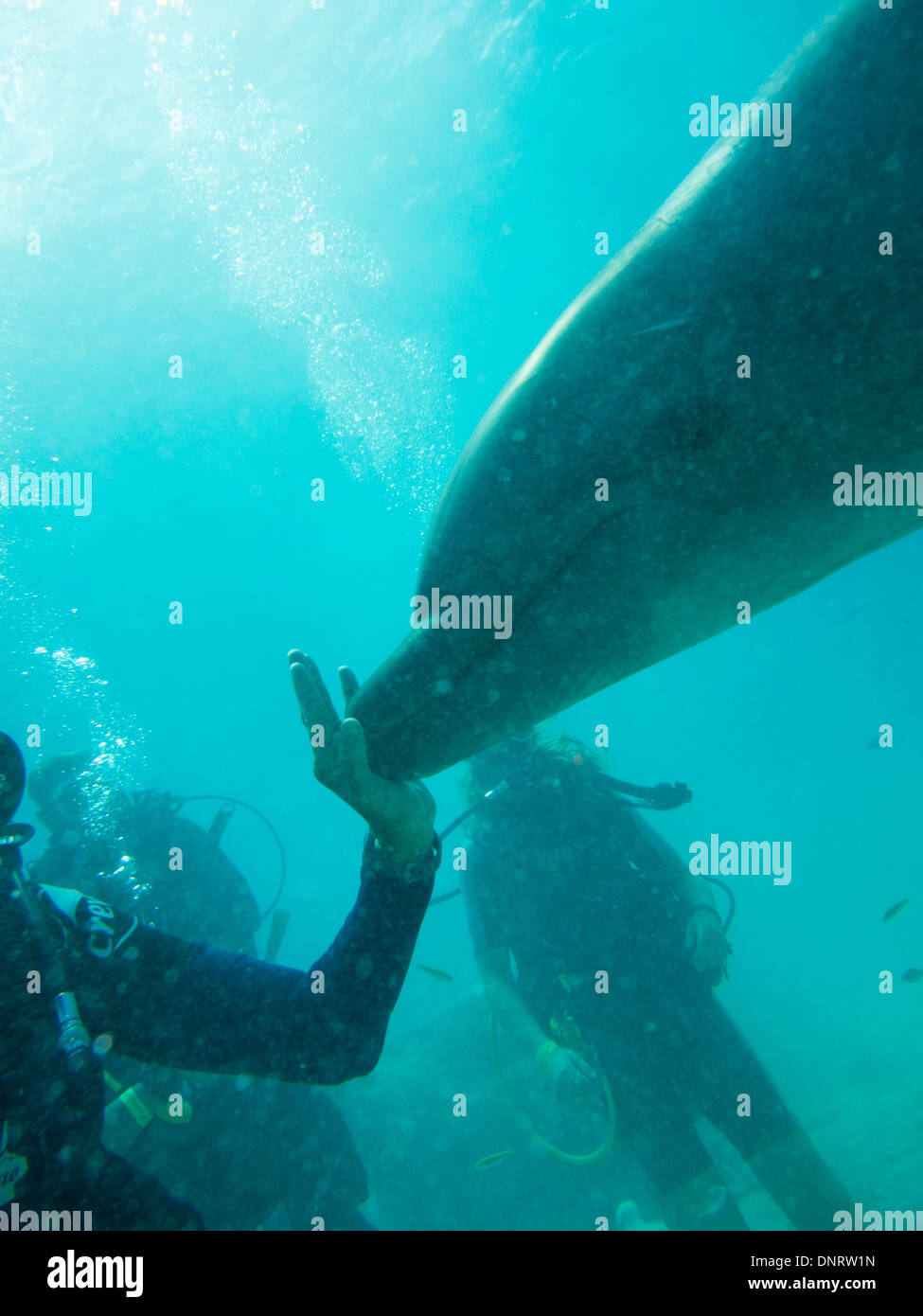 Un delfino nuota da come subacquei guardare e interagire. Foto Stock