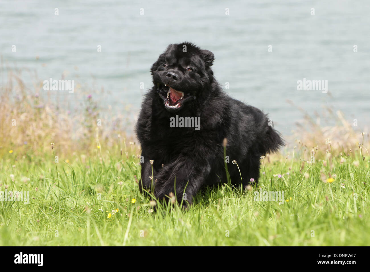 Terranova cane / adulti in esecuzione in un prato sul bordo di un lago Foto Stock
