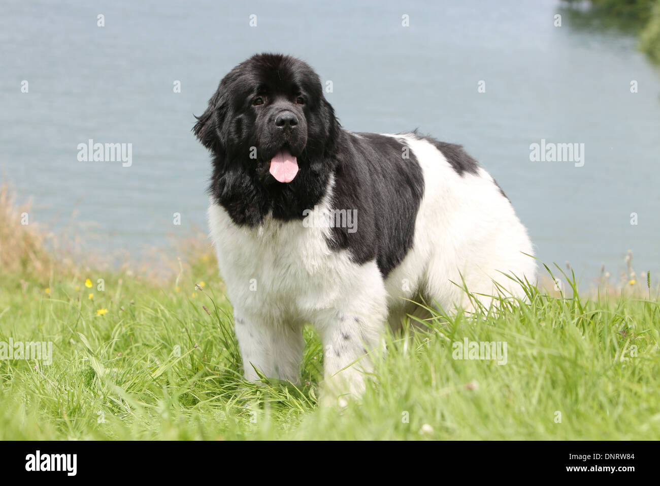 Terranova cane / adulti (bianco e nero) in piedi sul bordo di un lago Foto  stock - Alamy