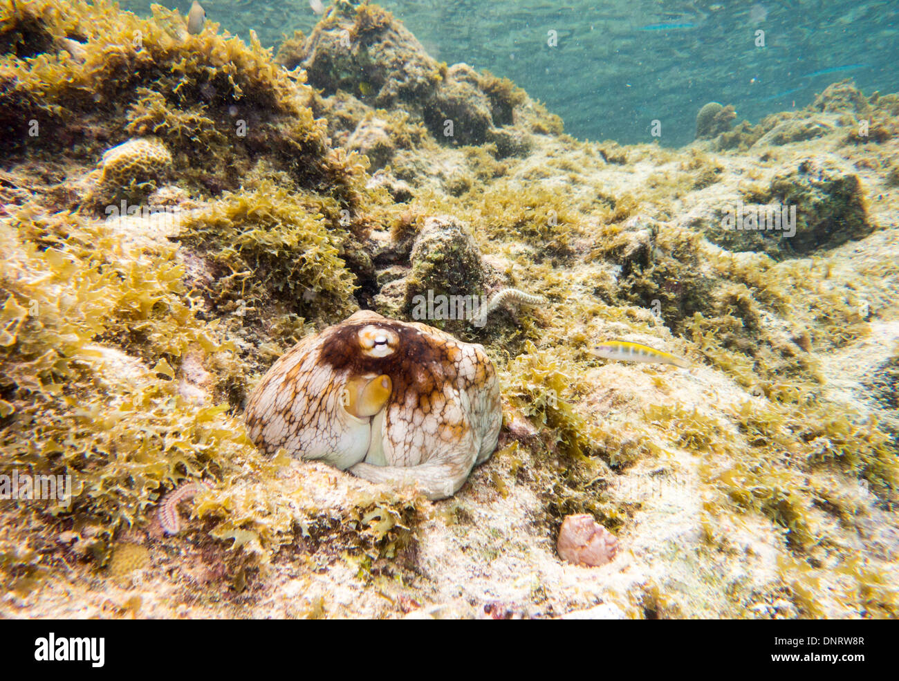 Un polpo nei fondali della costa di Curacao. Foto Stock