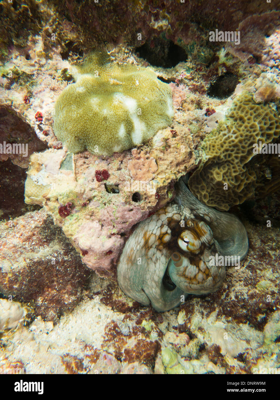 Un polpo nei fondali della costa di Curacao. Foto Stock