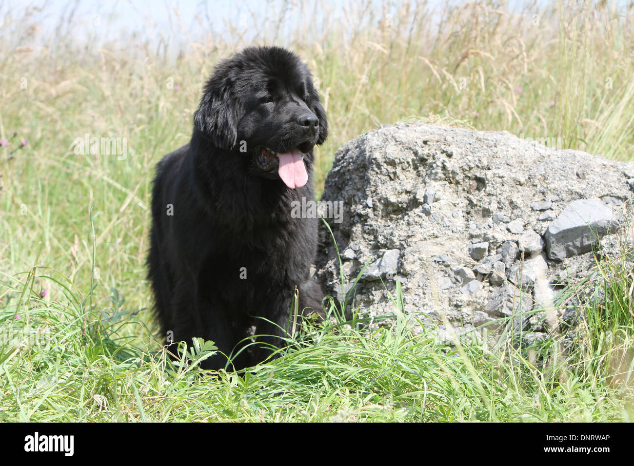 Terranova cane / giovani in piedi accanto ad una roccia Foto Stock