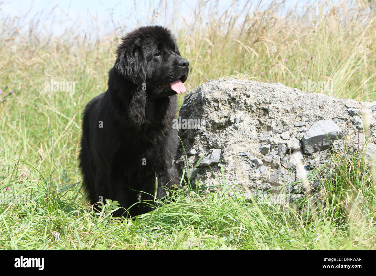 Terranova cane / giovani in piedi accanto ad una roccia Foto Stock
