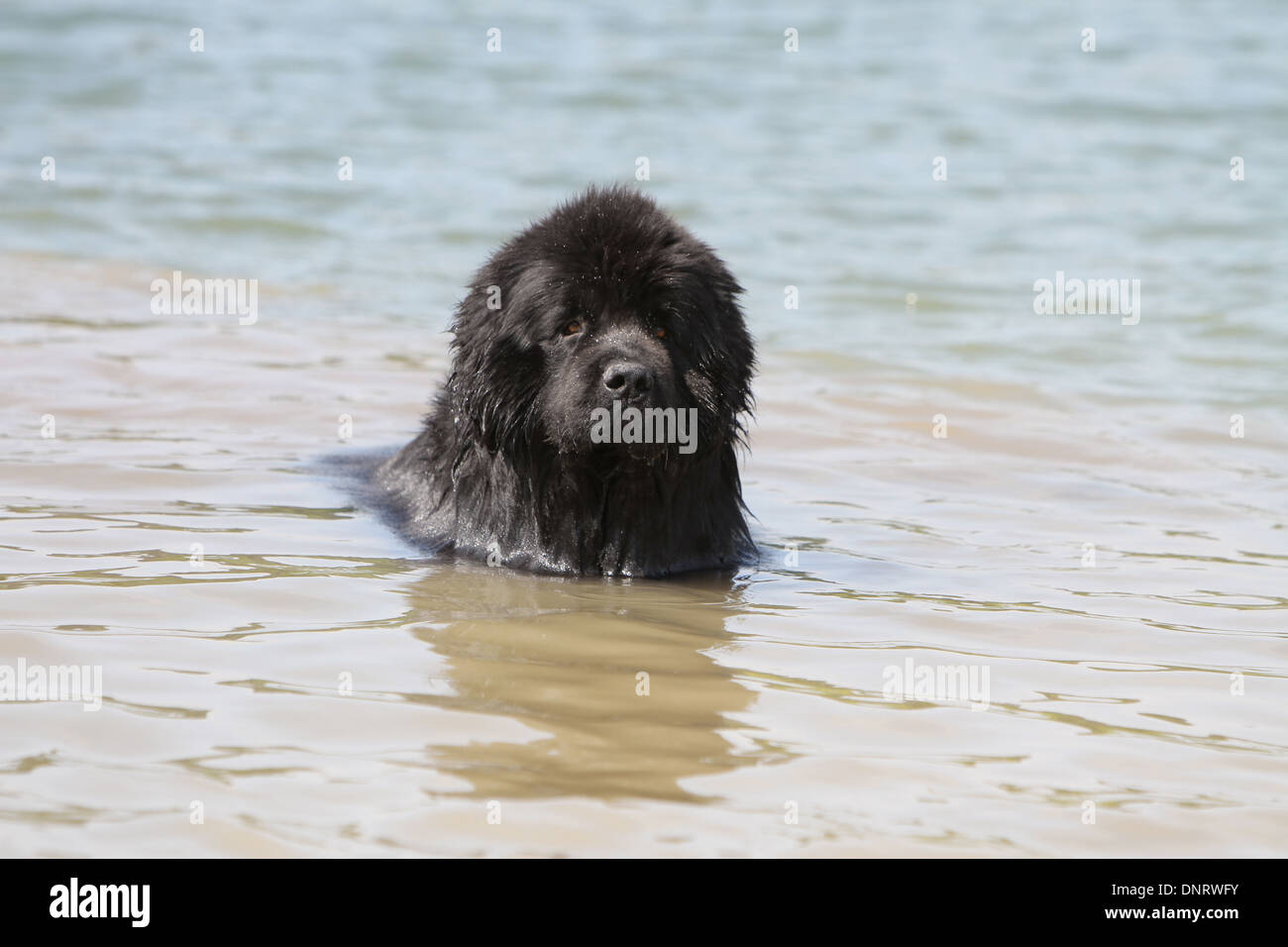 Terranova cane / adulti in piedi in mare Foto Stock