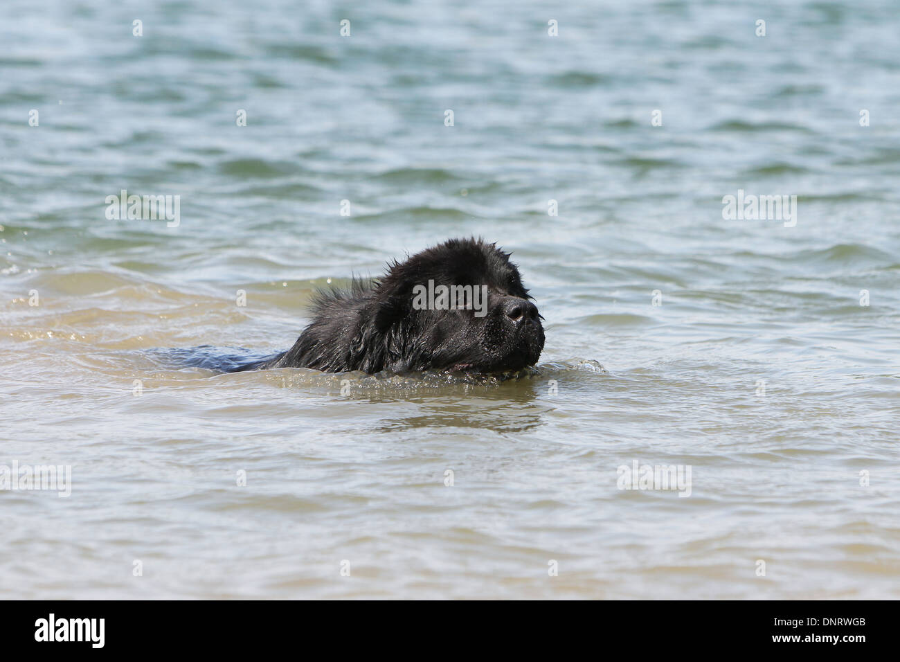 Terranova cane / adulti nuotare nel mare Foto Stock