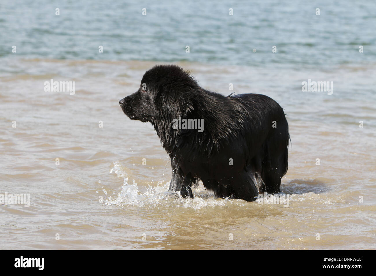 Cane di Terranova cucciolo / in piedi in mare Foto Stock