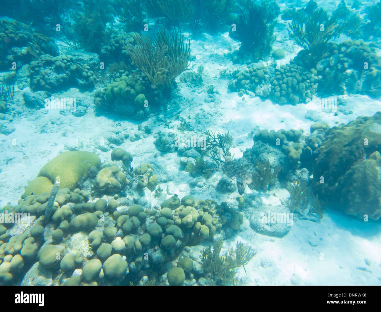 Riprese subacquee di una tartaruga di mare come egli trova il suo modo munching su piante. Bonaire Foto Stock