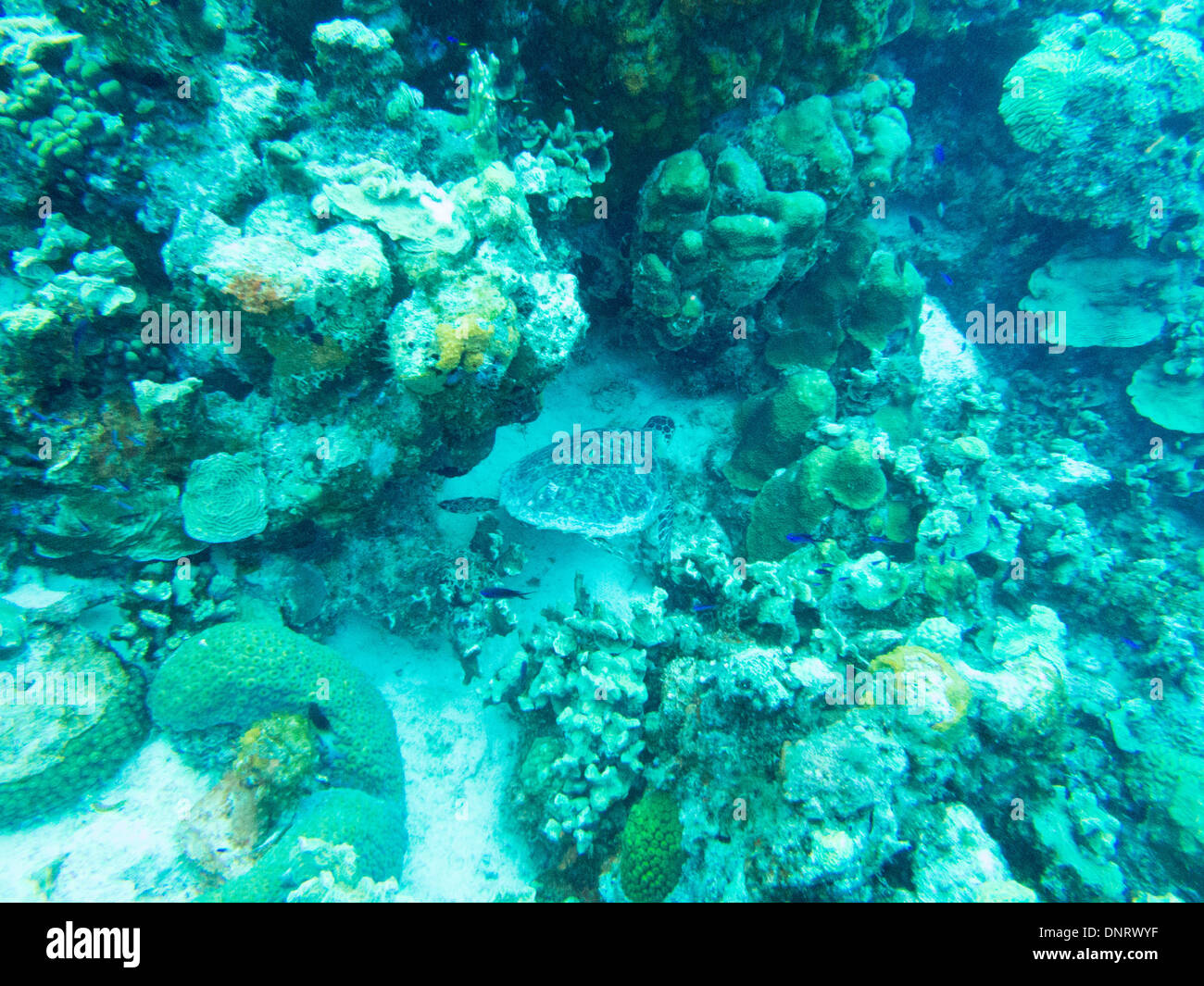 Riprese subacquee di una tartaruga di mare come egli trova il suo modo munching su piante. Bonaire Foto Stock