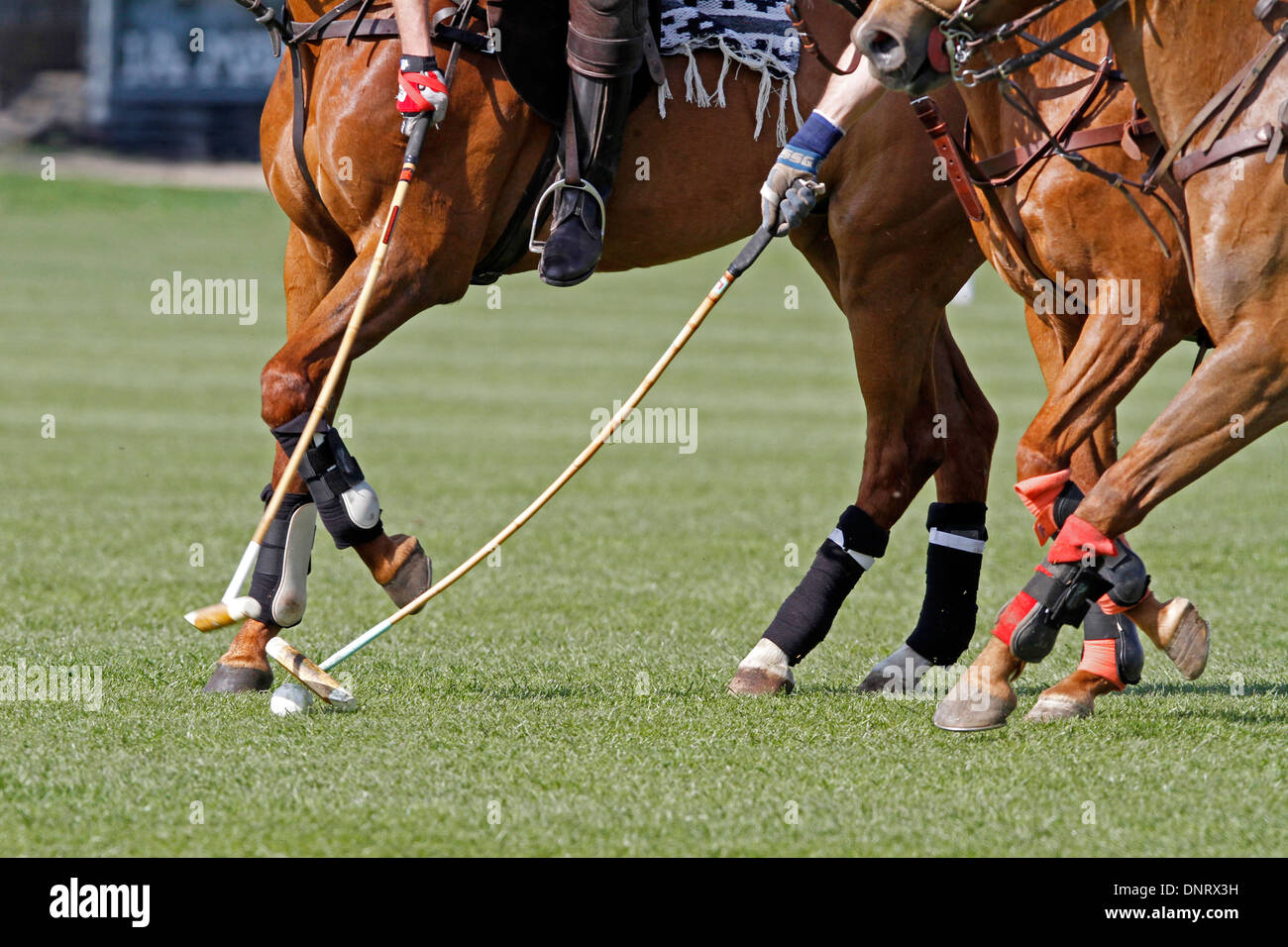 Giocatori di polo in azione, Polo Cup a Gut Basthorst 2013, Germania Foto Stock