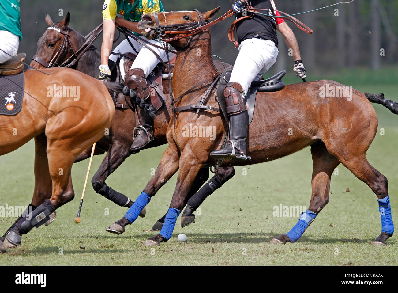 Giocatori di polo in azione, Polo Cup a Gut Basthorst 2013, Germania Foto Stock