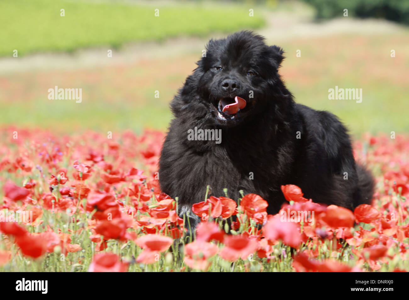 Terranova cane / adulti in esecuzione in un campo di papaveri Foto Stock