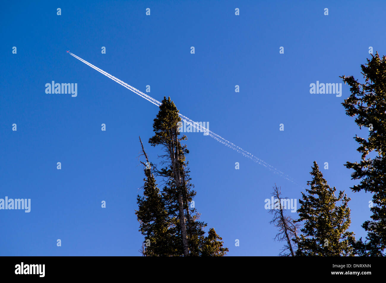 Aviogetti contrails contro il cielo blu chiaro e pini Foto Stock