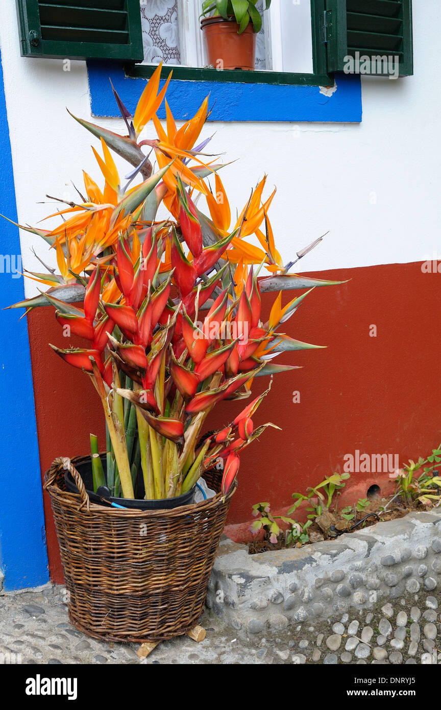 Madeira Portogallo uccello del paradiso fiori Foto Stock