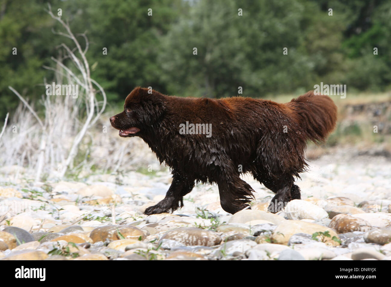 Terranova cane / adulti in esecuzione in corrispondenza del bordo di un fiume Foto Stock