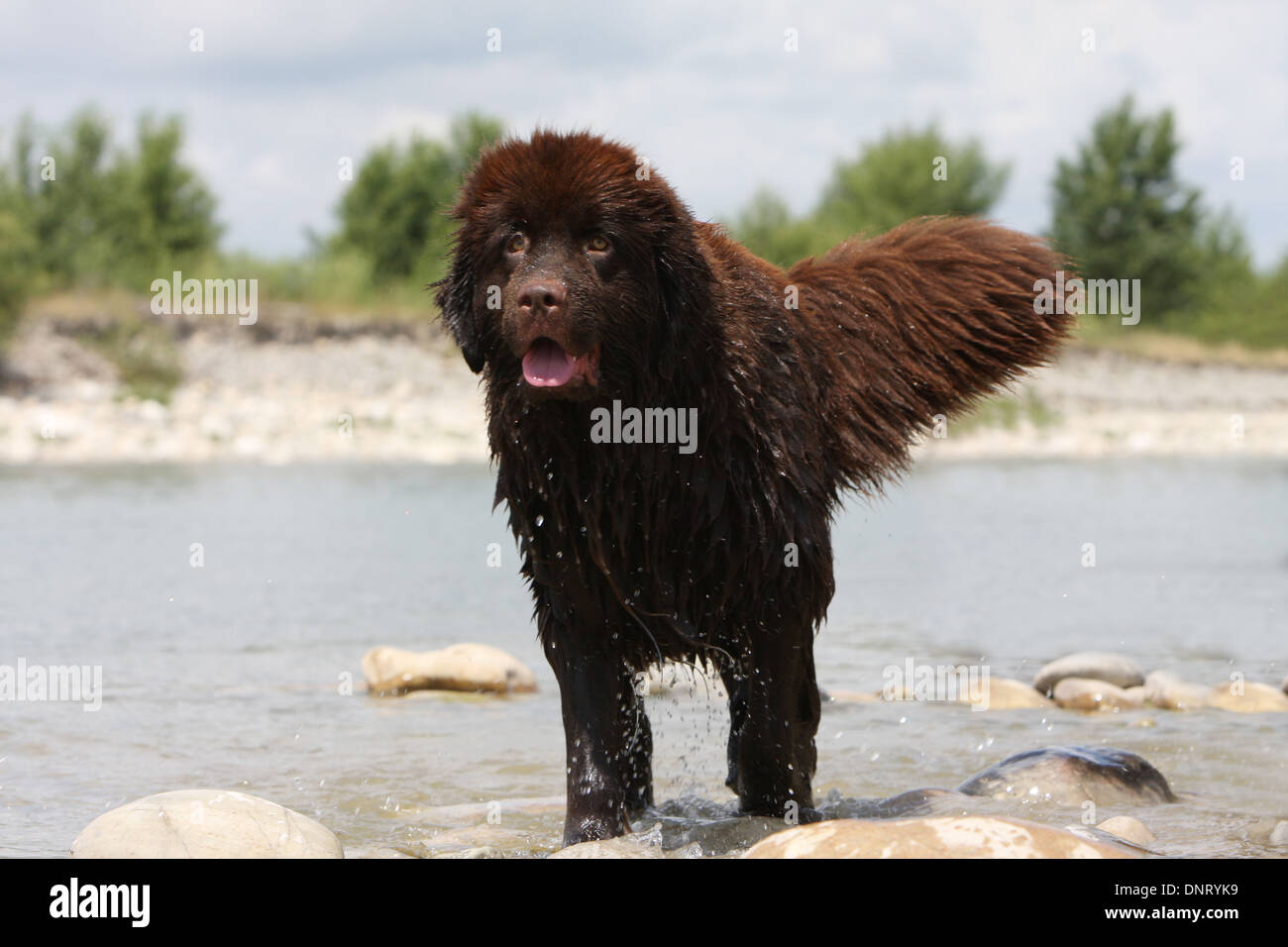 Terranova cane / adulti permanente al bordo di un fiume Foto Stock