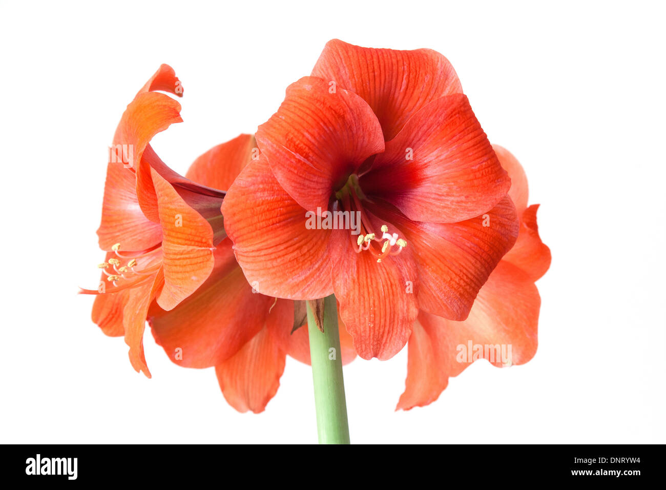 Rosso corallo amaryllis flower isolato su un bianco di sfondo per studio. Foto Stock