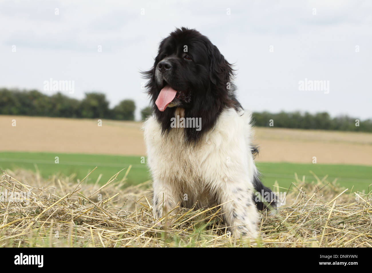 Terranova cane / adulti seduti in un campo Foto Stock