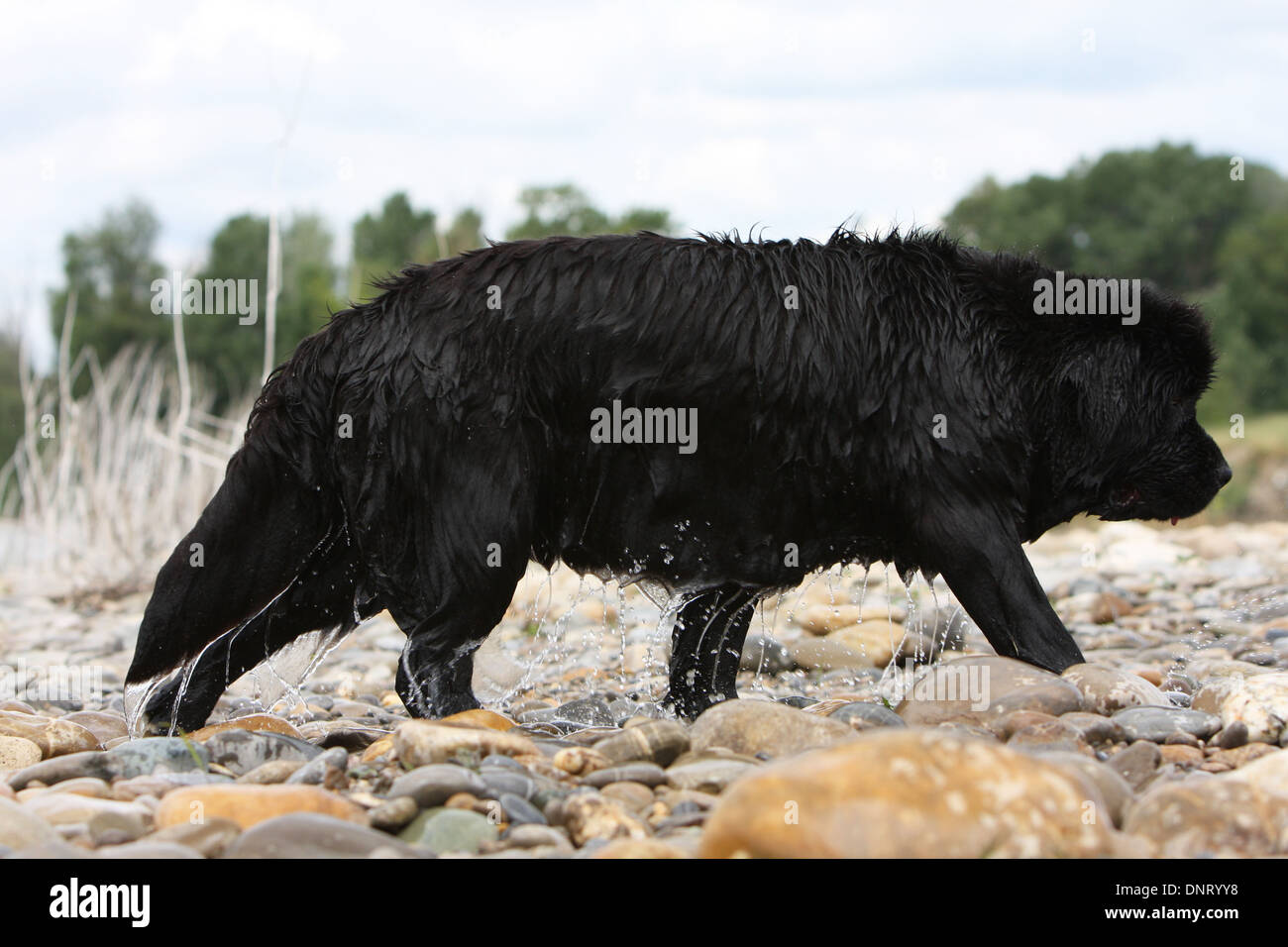 Terranova cane / adulti camminando sulle rocce Foto Stock