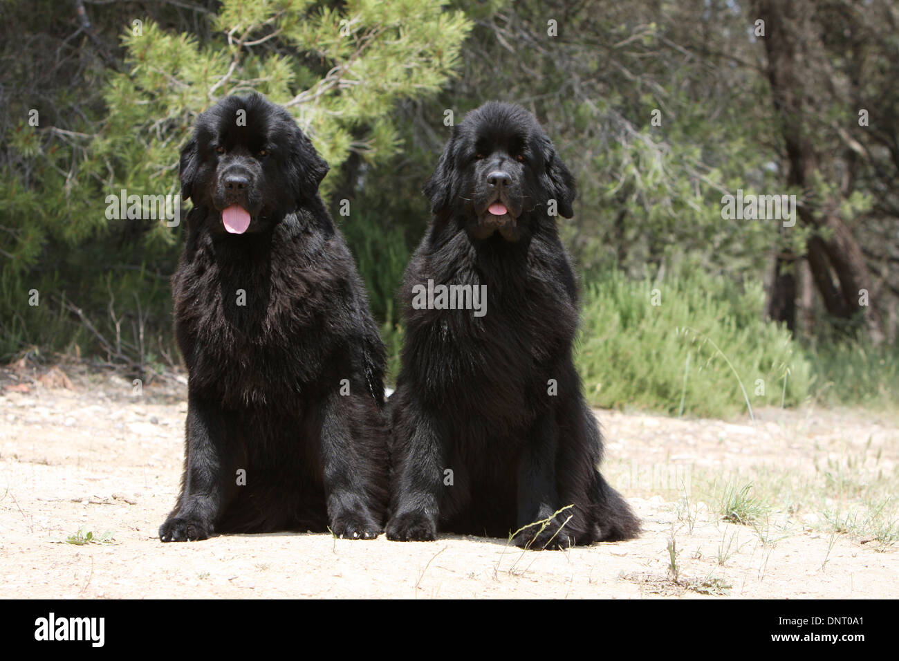 Terranova cane / adulti (nero) seduto a terra Foto Stock