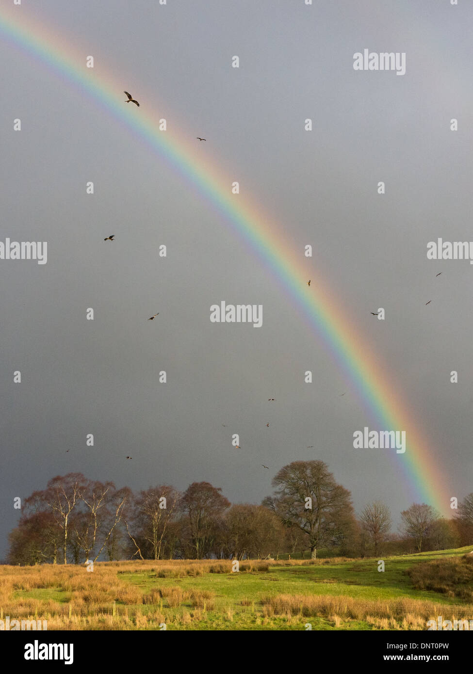 Nibbio reale (Milvus milvus) volare attraverso un vivido arcobaleno in aquilone rosso stazione di alimentazione in Rhayader, Mid Wales, Regno Unito Foto Stock