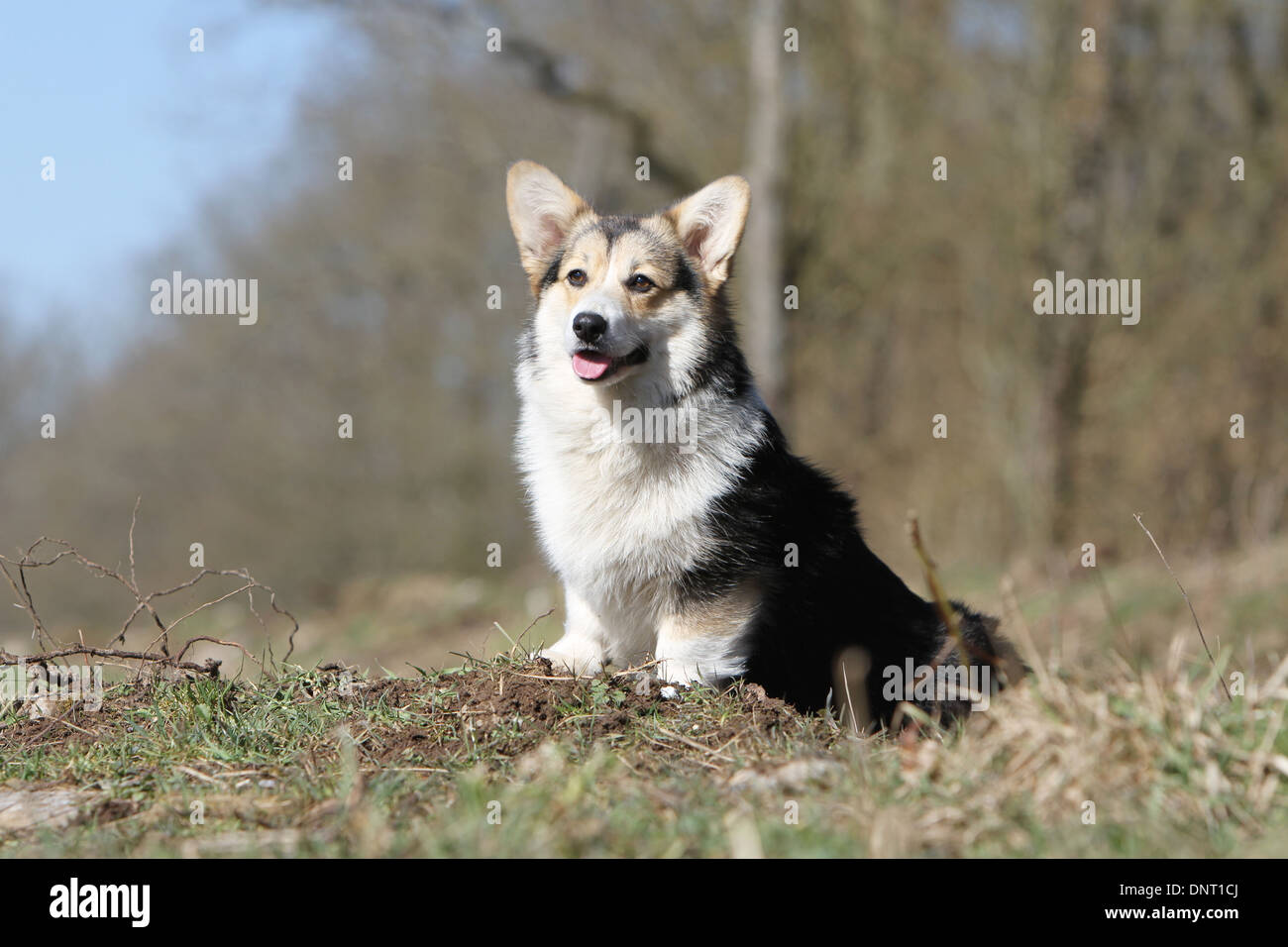 Cane Pembroke Welsh corgi / adulti seduti in un prato Foto Stock